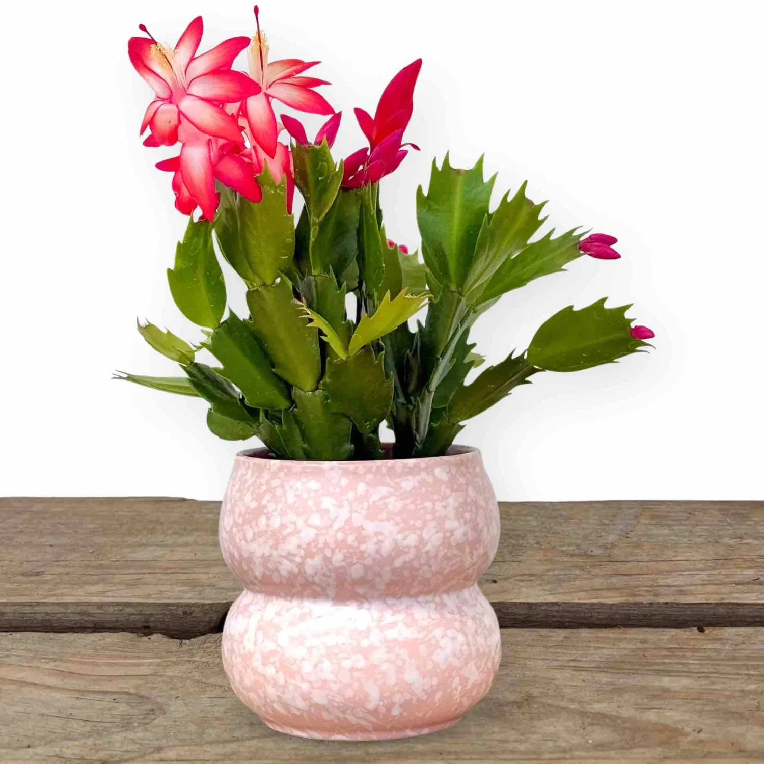 Plant and Stories Bulle cache-pot céramique rose 9 cm