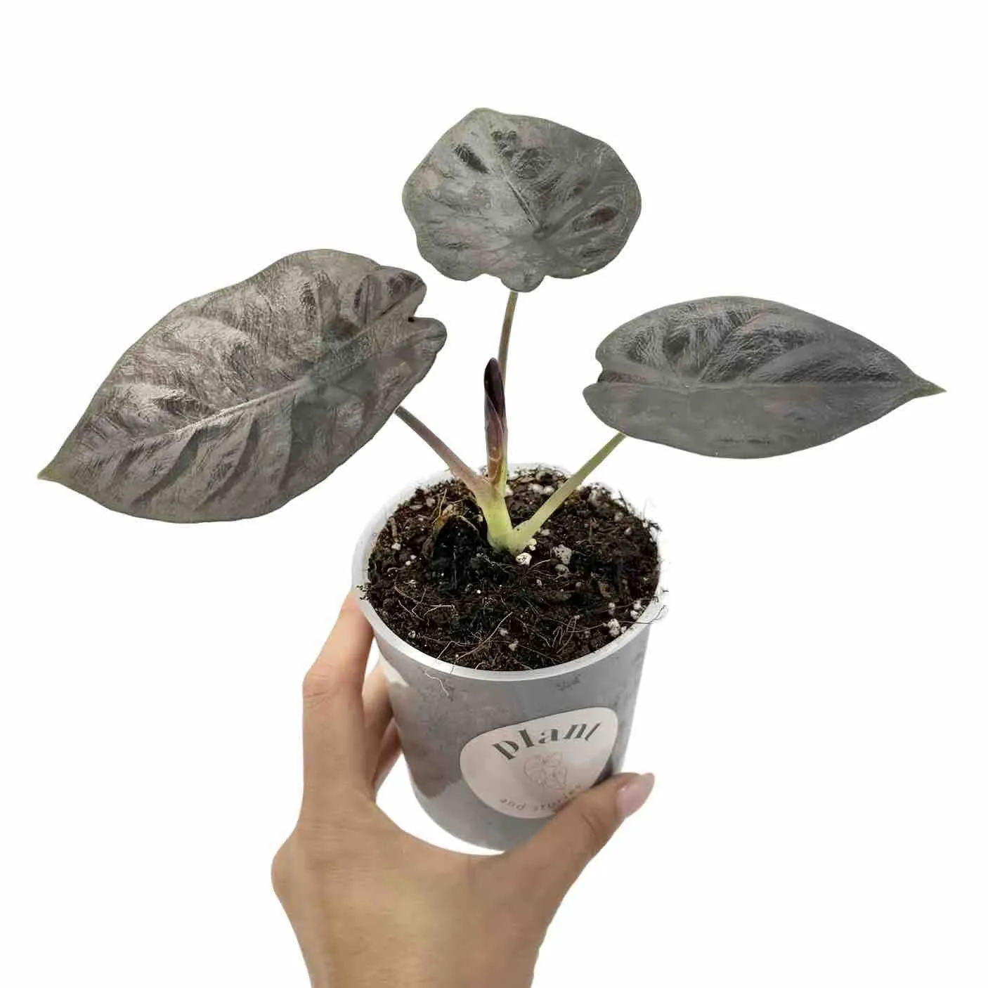 Plant and Stories Alocasia Infernalis Black Magic plante pot 11 cm noir