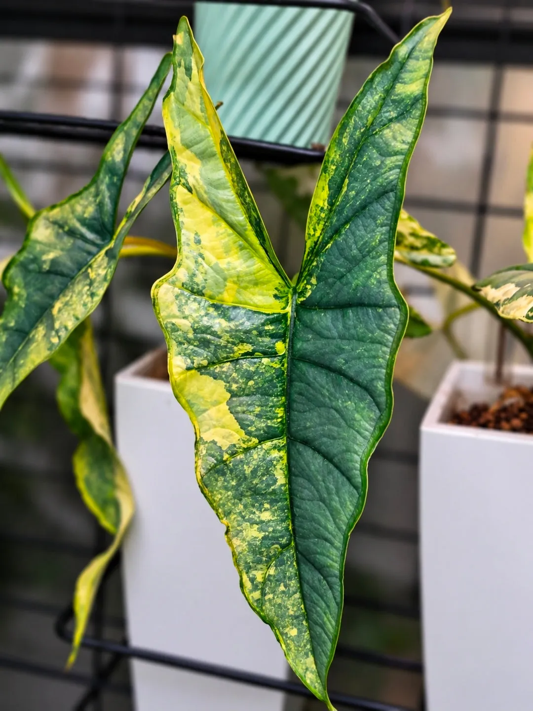 plant.ess Heterophylla Blue alocasia 1 feuille dorée