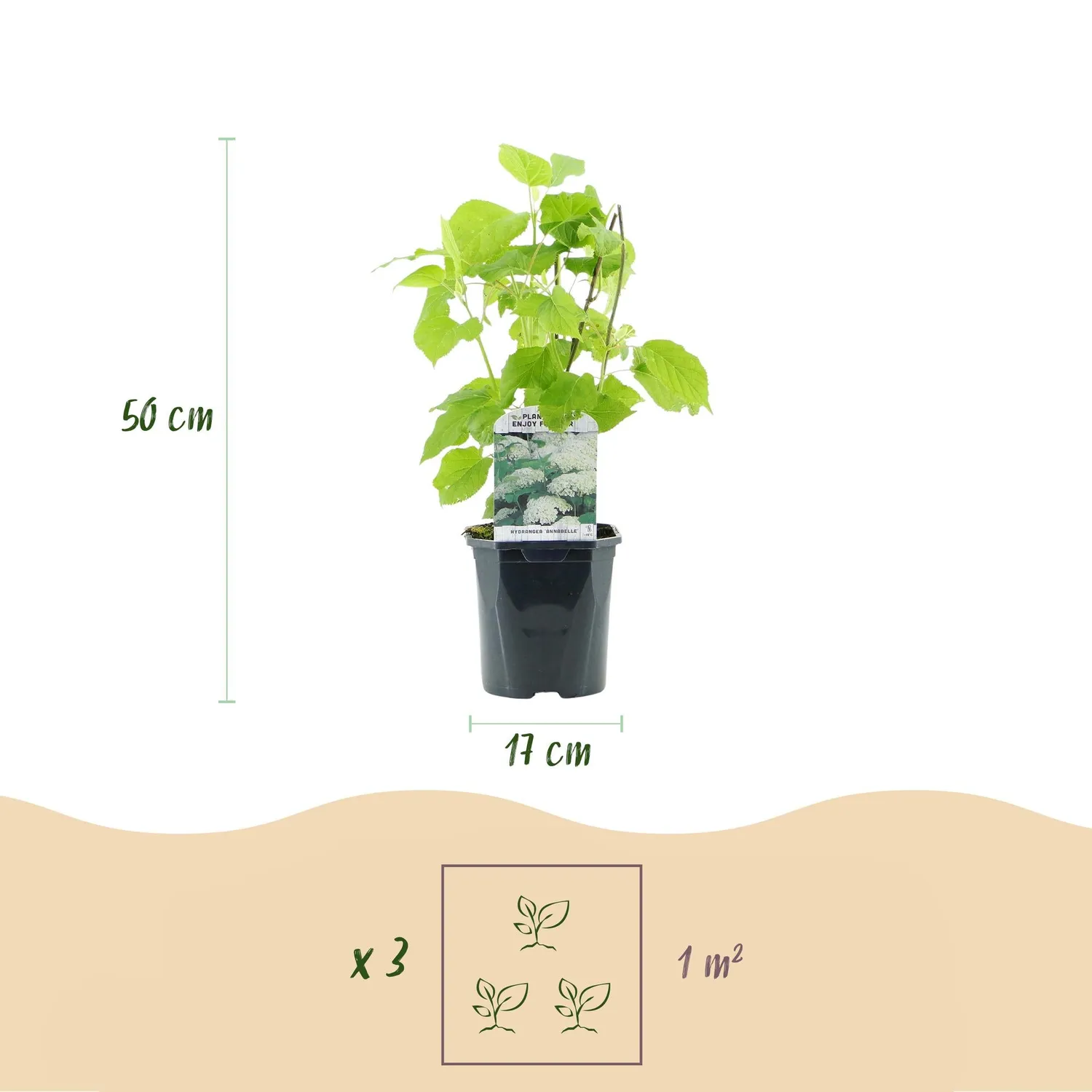 Plant and Stories Hortensia Annabelle arbuste pot 17 cm blanc