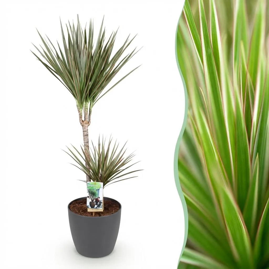 Plant and Stories Dracaena Marginata Bicolor dragonnier 21cm bordeaux