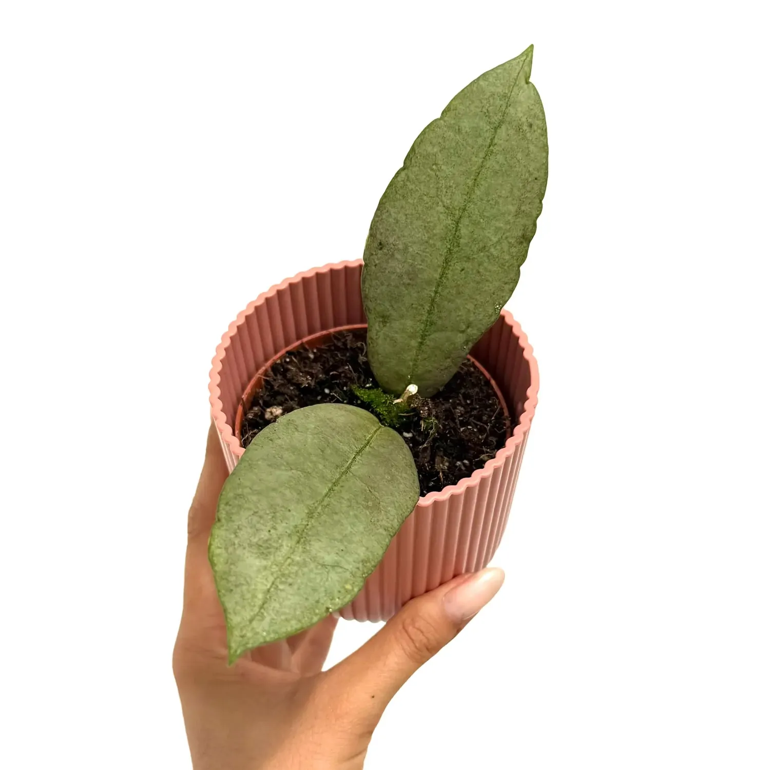 PLANT AND STORIES Hoya Mitrata Silver plante intérieur pot 8 cm argenté