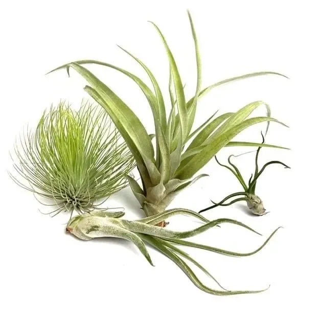 Airplantshop Mix 4 plantes aériennes Andreana Capitata