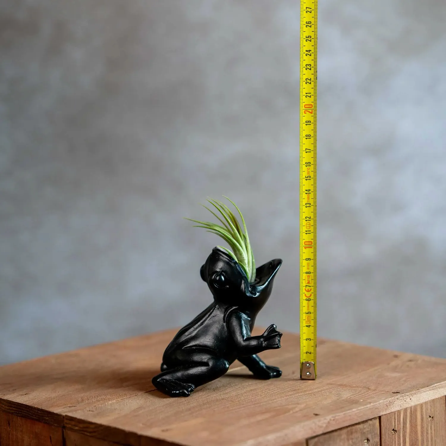 Airplantshop Koele Kikker grenouille 10 cm ionantha