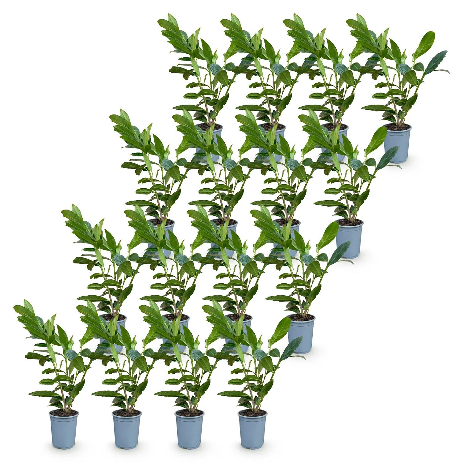 Plant and Stories Laurier Caucasica haie 8 plants persistant
