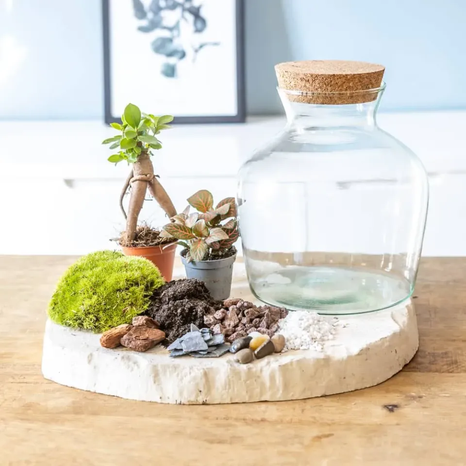 Réconciliation Végétale kit terrarium humide ficus fittonia bocal