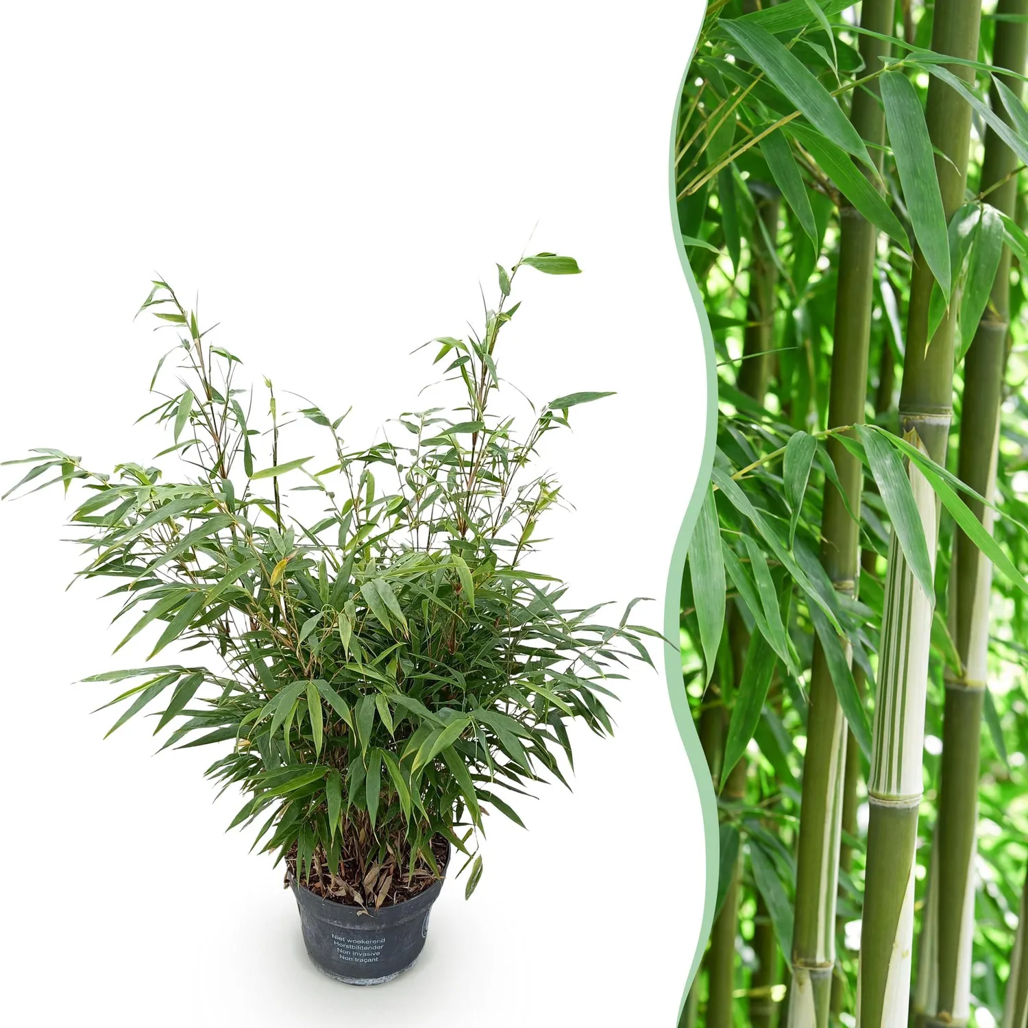 Plant and Stories Fargesia Pingwu bambou 1 plant non traçant