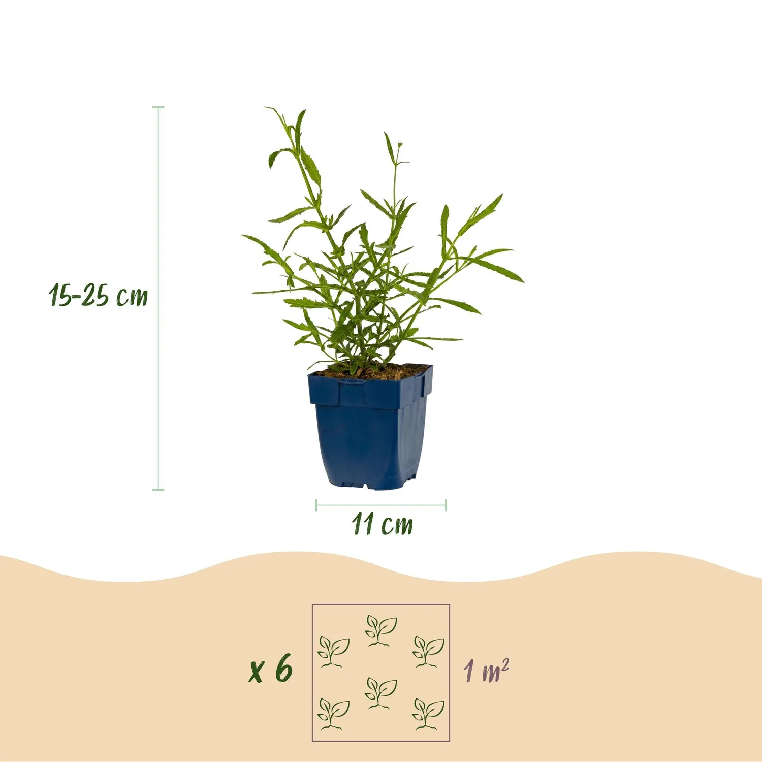 PLANT AND STORIES Verveine Lollipop vivace 1 plant pot 11 cm