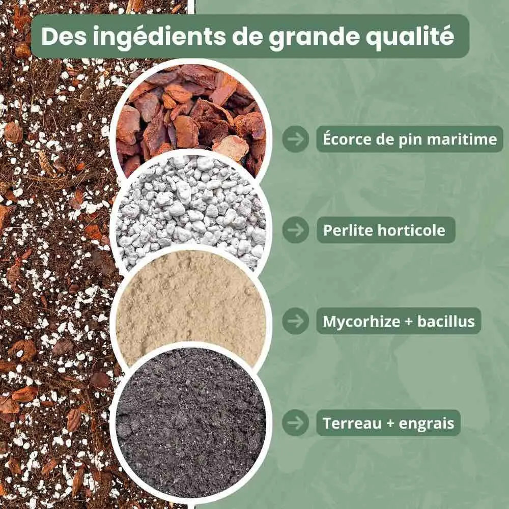 Plant and Stories Hoya Premium terreau mycorhizé France