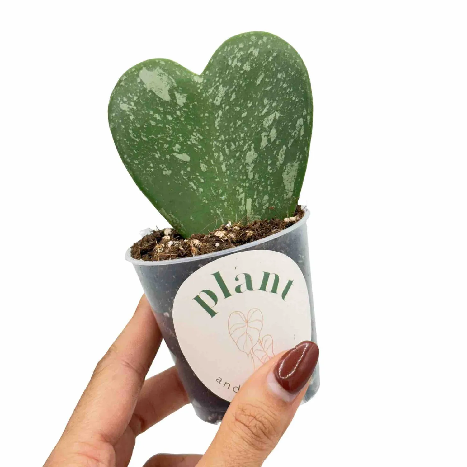 Plant and Stories Hoya Kerrii Splash plante pot 10,5 cm cœur