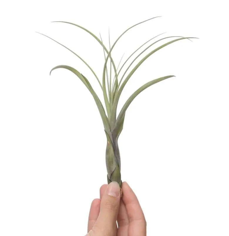 Airplantshop Tillandsia Balbisiana plante aérienne small feuilles
