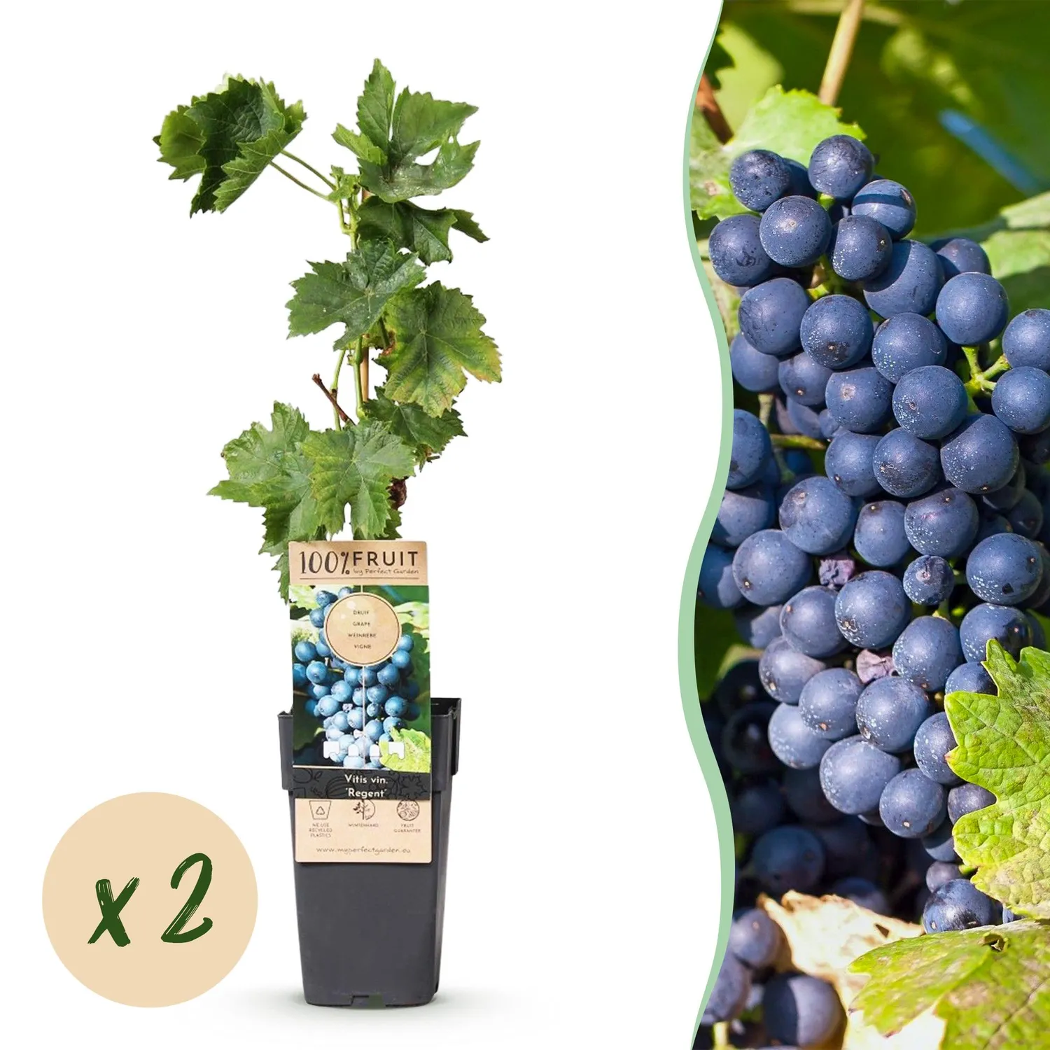 Plant and Stories Vigne Regent Vitis raisin lot 2 plein soleil