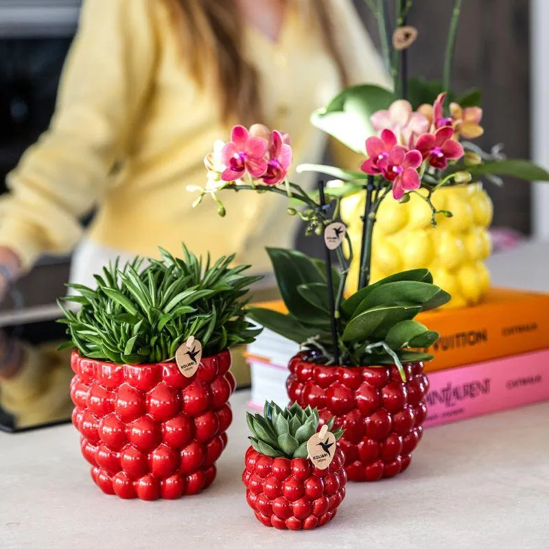 Plant and Stories Phalaenopsis Congo orchidée rouge coffret