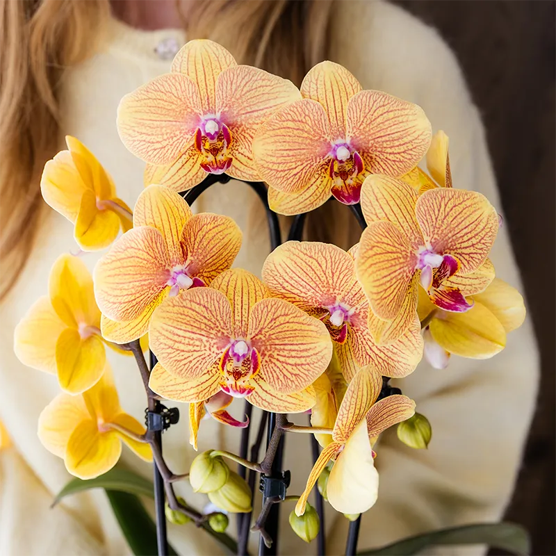 Plant and Stories Phalaenopsis Niagara Falls Sunny Bunny orchidée 12cm