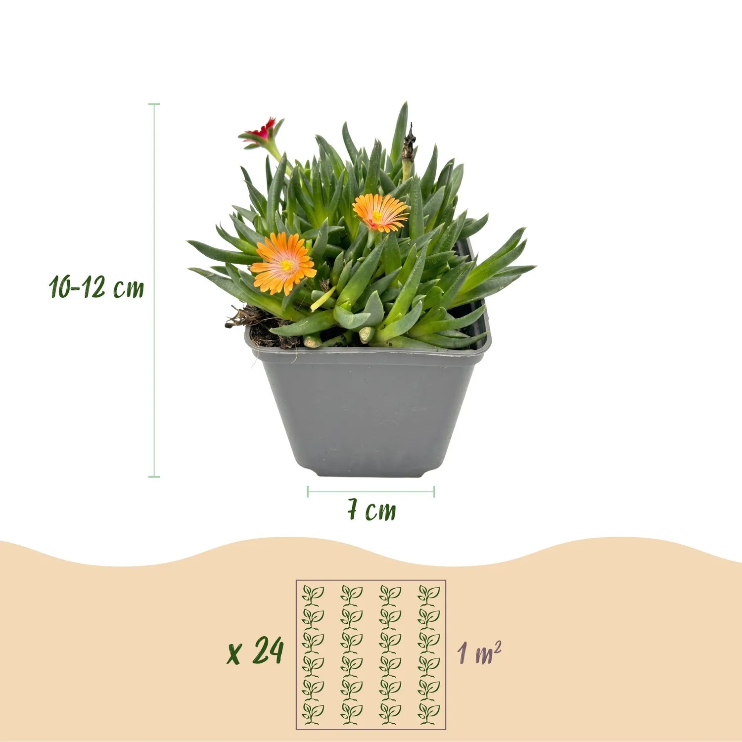 Plant and Stories Delosperma pourpier vivace couvre-sol 6 plants fleuri