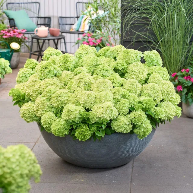 Plant and Stories Hortensia Greeny arbuste pot 14 cm rustique