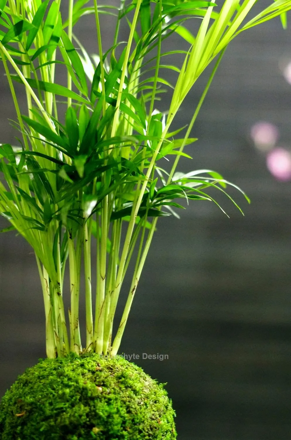 Aquaphyte Choco-Darien Ni kokedama palmier nain