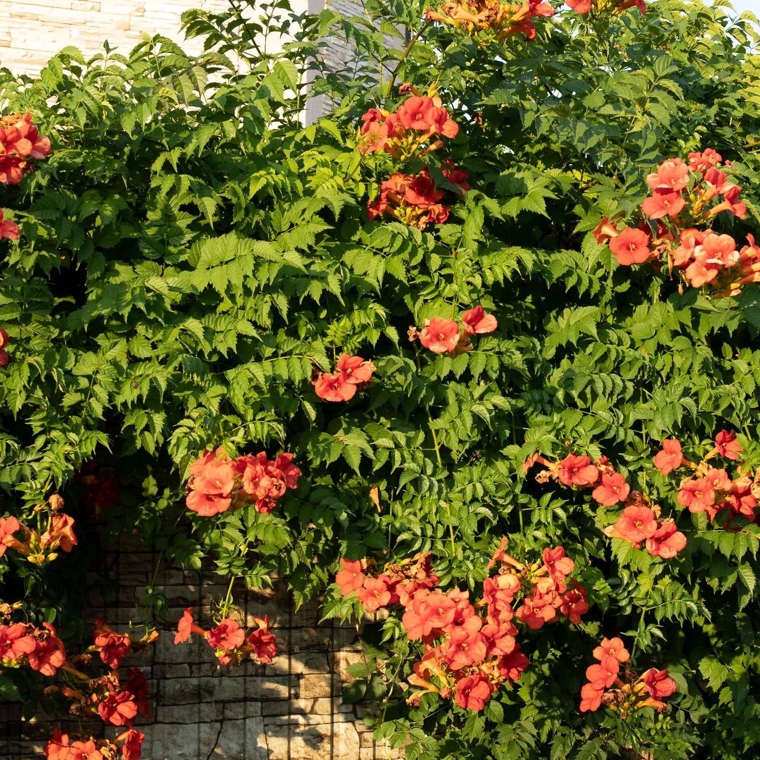 Plant and Stories Trio Grimpantes Fleuries lot 4 pot 11cm pergola