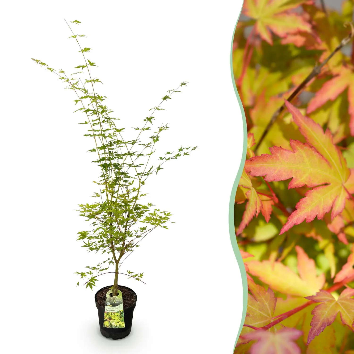 Plant and Stories Acer Sangokaku érable japonais pot 26 cm 90 cm