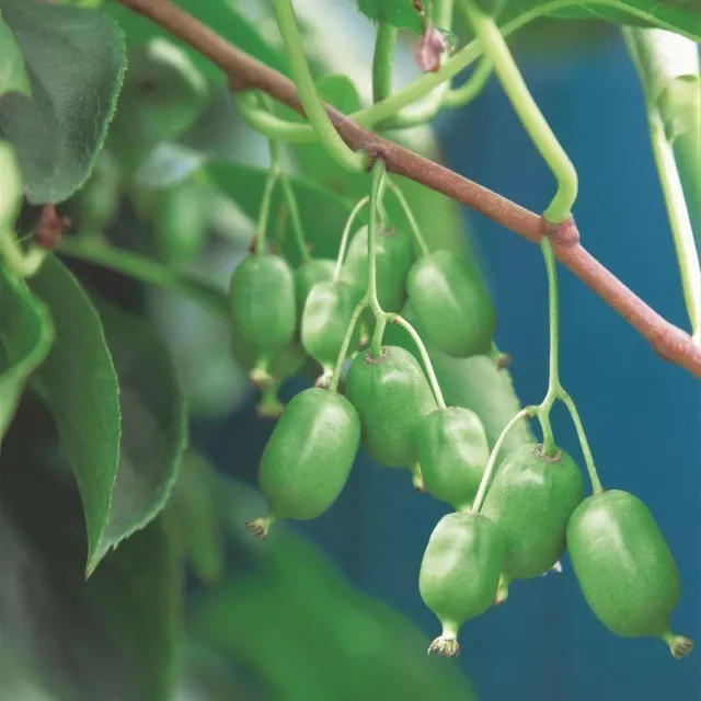 Plant and Stories Kiwi Issai fruitier grimpant lot de 2 autofertile