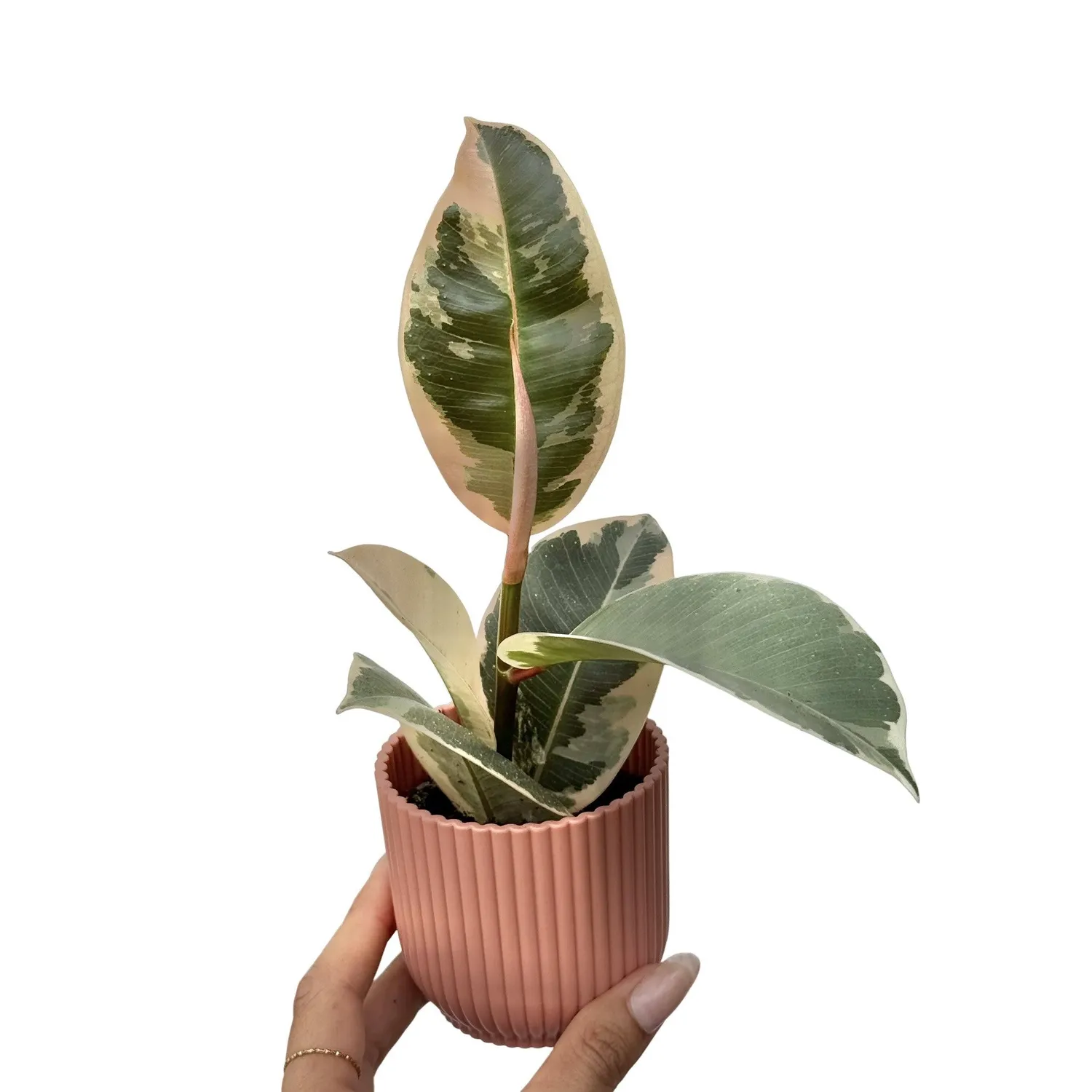 Plant and Stories Ficus Elastica Tineke plante pot 12 cm panaché