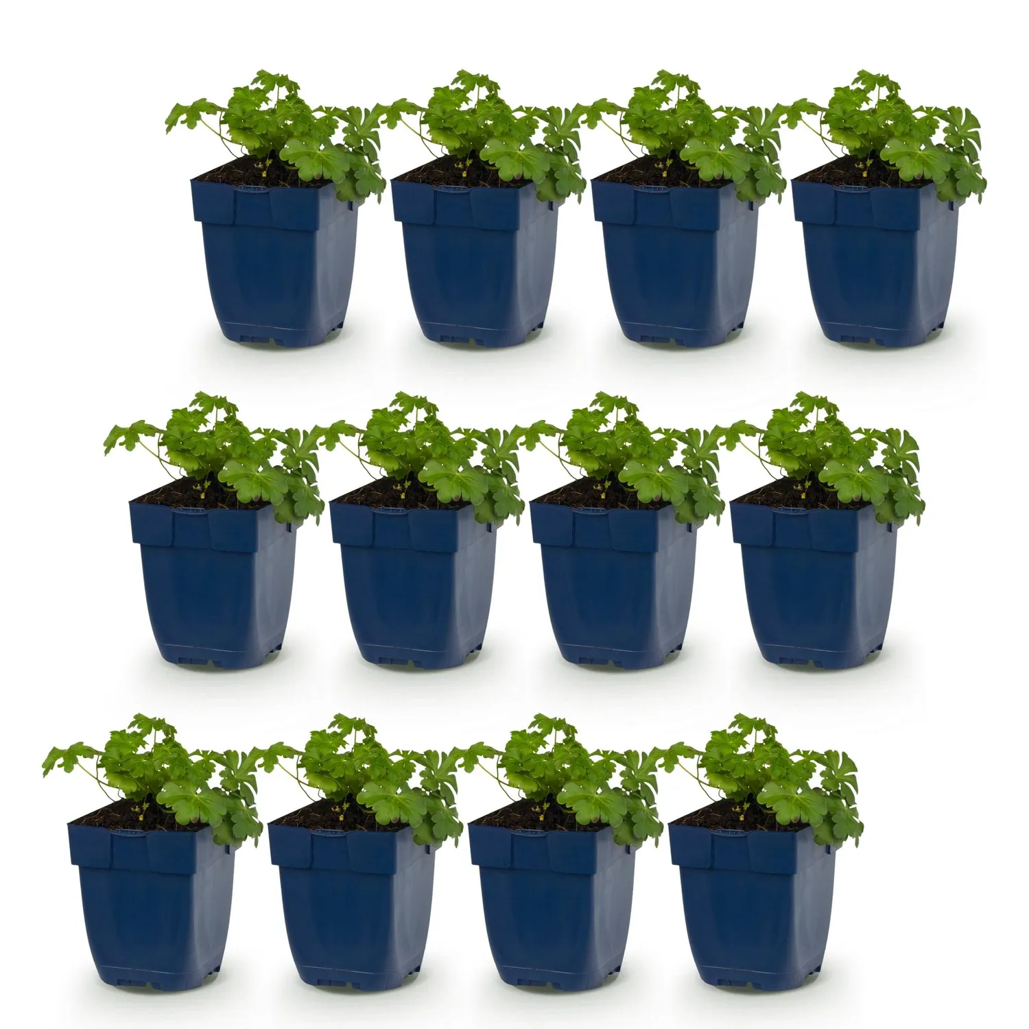 Plant and Stories Czakor géranium couvre-sol 1 plant rustique