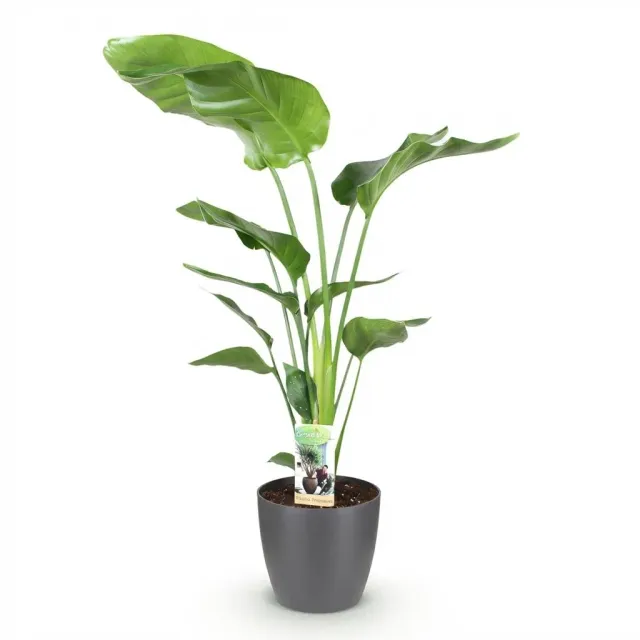 Plant and Stories Strelitzia Nicolai plante XXL pot 17cm verte