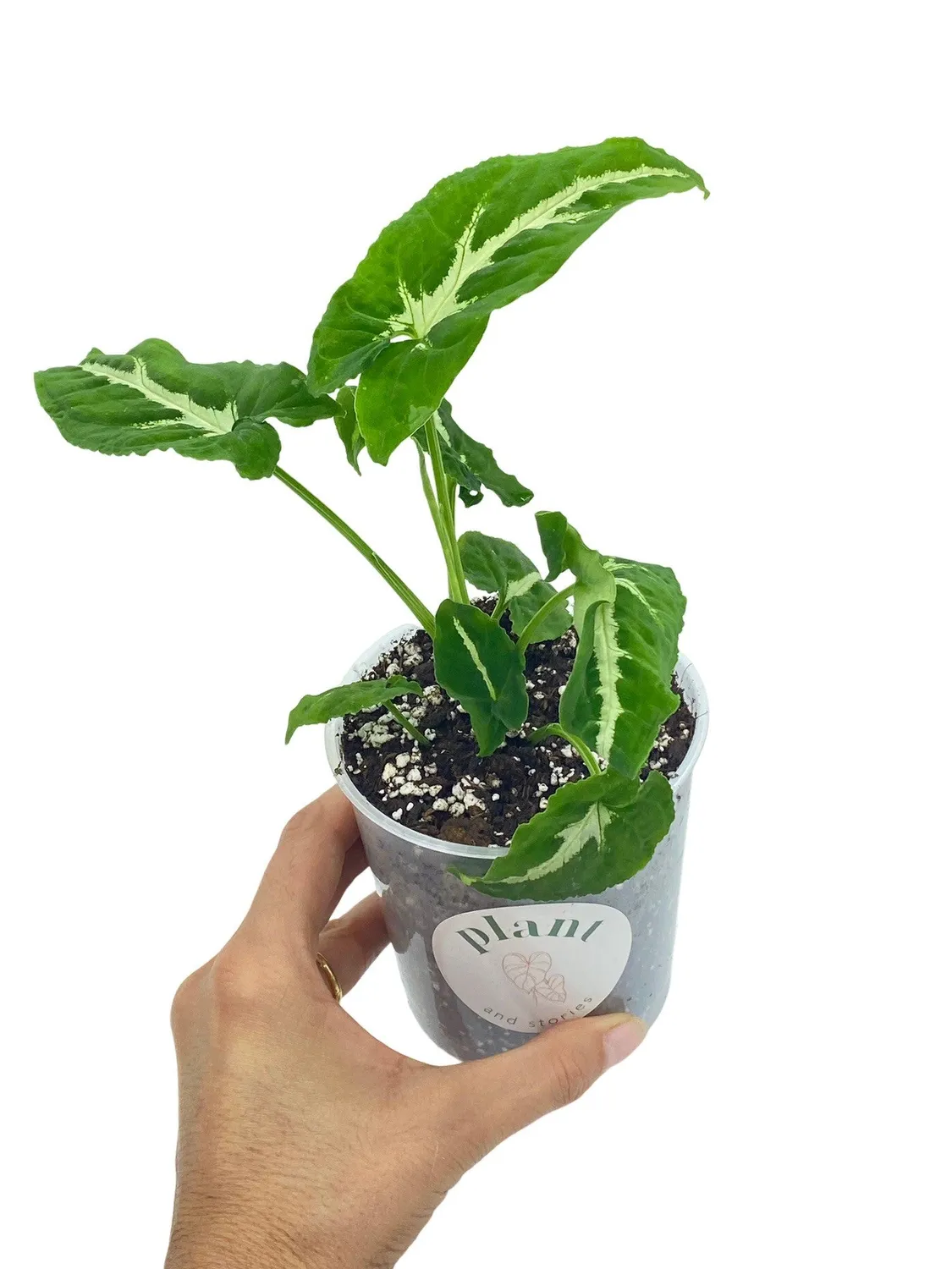 Plant and Stories Syngonium Wendlandii plante pot 6 cm velours