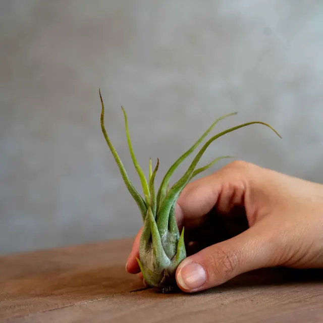 Airplantshop Tillandsia caput-medusae plante aérienne pieuvre
