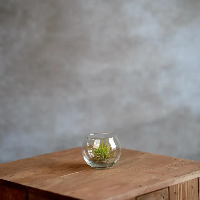 Airplantshop Vase boule verre avec tillandsia 6,5 cm