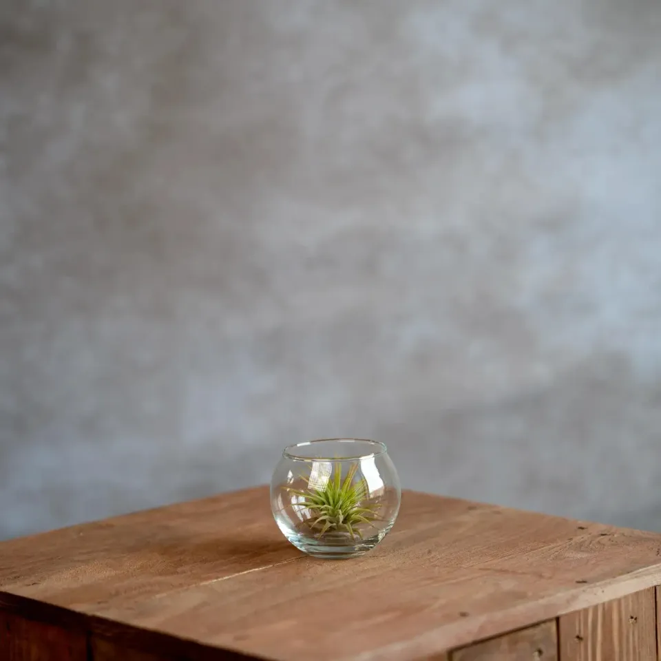 Airplantshop Vase boule verre avec tillandsia 6,5 cm