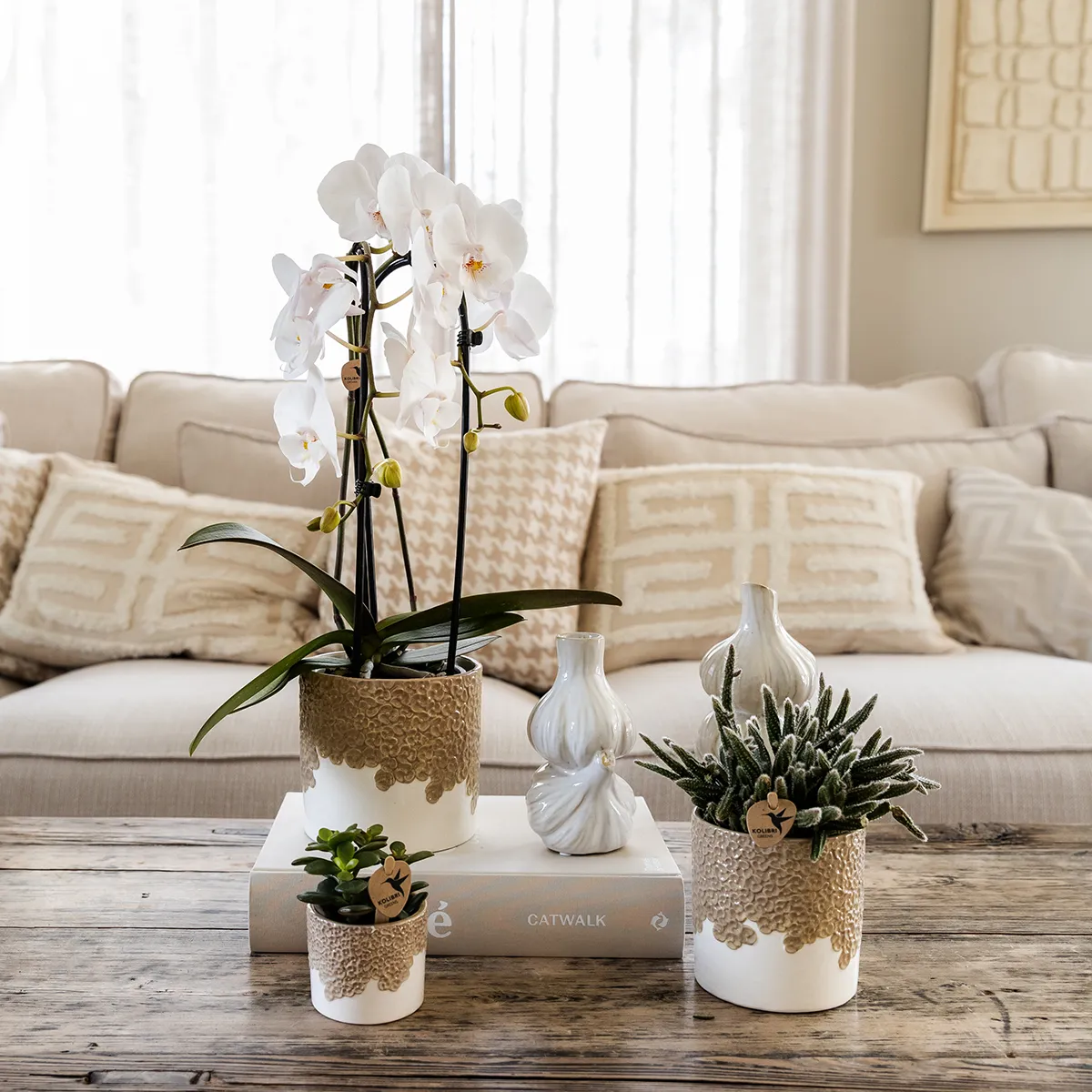 Plant and Stories Phalaenopsis Niagara Falls orchidée blanche