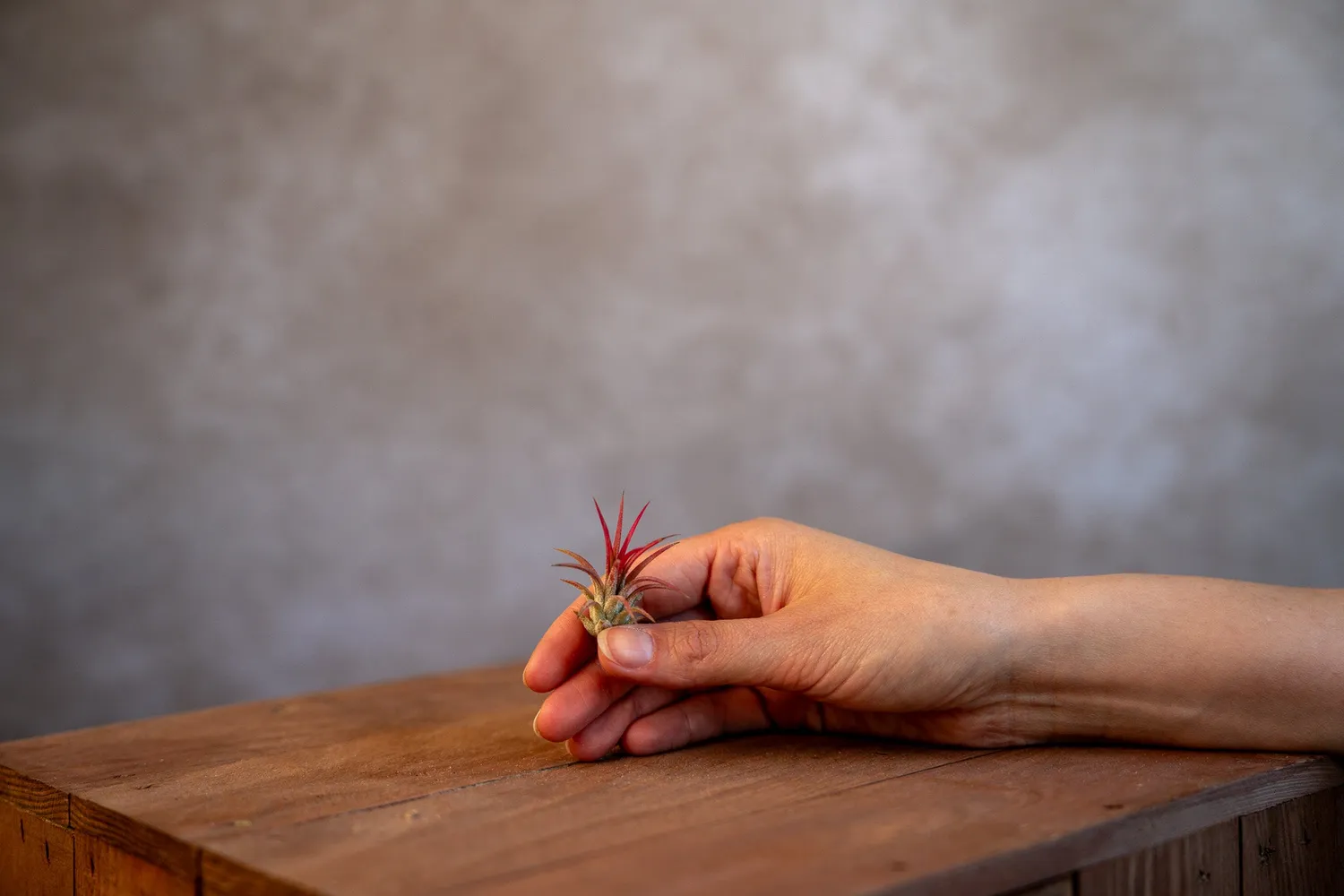Airplantshop Ionantha Fuego plante aérienne rouge S-XL