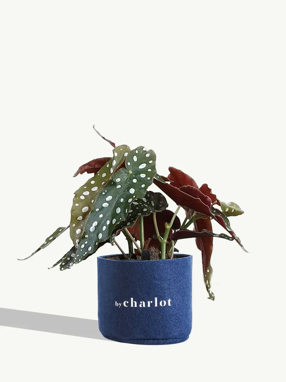By Charlot La Céleste recharge plante taille S