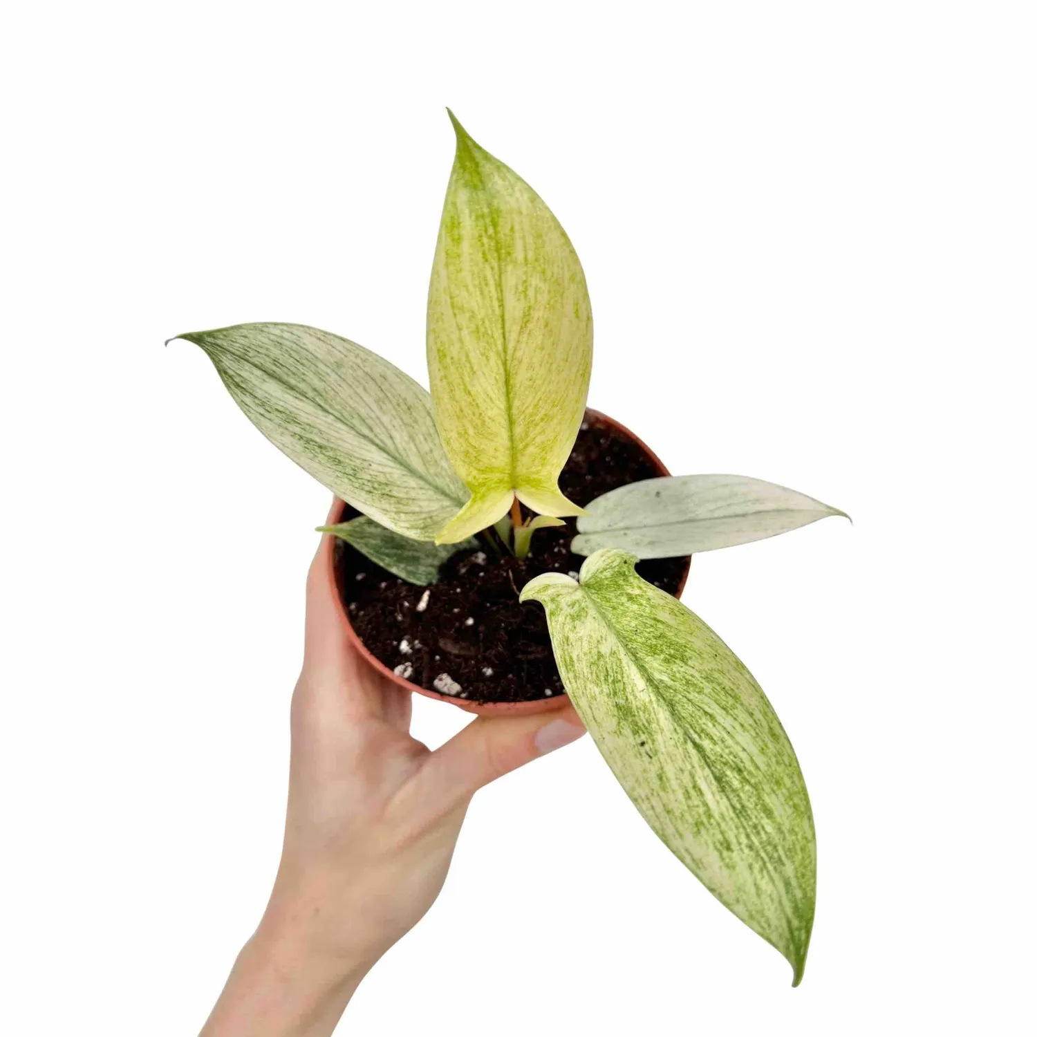 Plant and Stories Philodendron Florida Ghost plante pot 9 cm