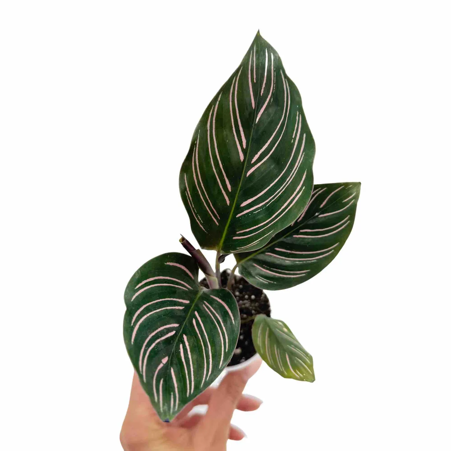 Plant and Stories Ornata Calathea plante pot 6 cm rayures roses