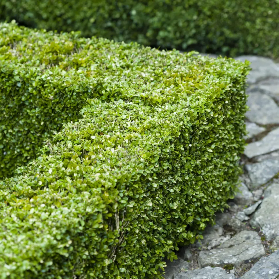 Plant and Stories Buis Buxus Sempervirens haie lot 6 persistante