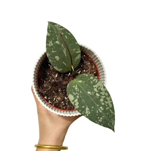 Plant and Stories Padang hoya plante d'intérieur pot 10,5 cm