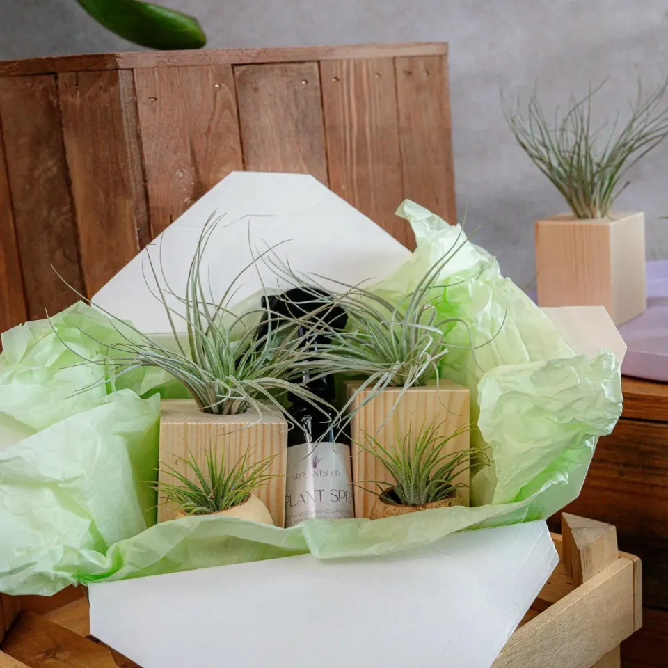 Airplantshop Starters Box kit plantes supports spray