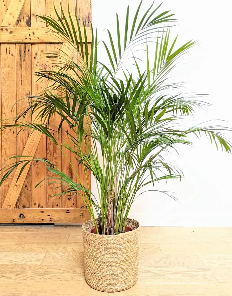 Réconciliation Végétale Pablo palmier areca 120 cm