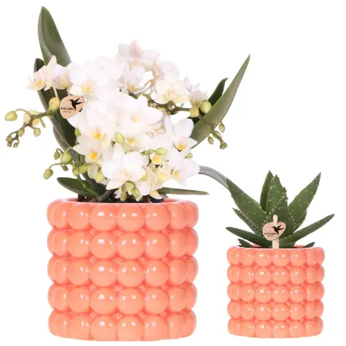 Plant and Stories Duo Poppy orchidée Nazare blanche 9cm orange