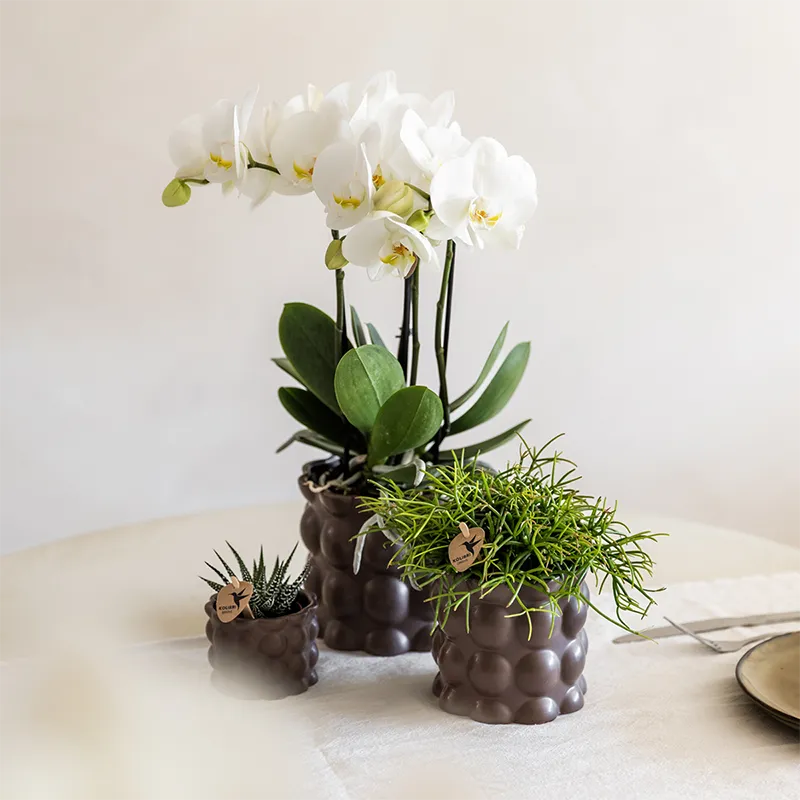 Plant and Stories Phalaenopsis Ghent orchidée blanche coffret
