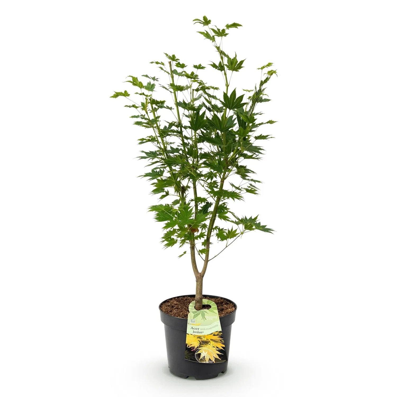 Plant and Stories Érable Jordan arbuste pot 26 cm 90 cm