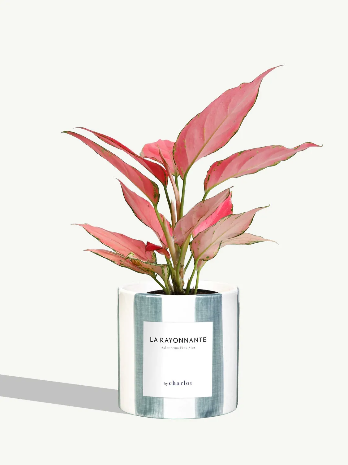 By Charlot La Rayonnante plante pot S aglaonema rose