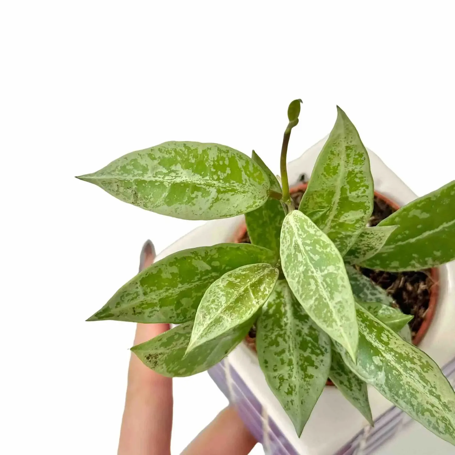 Plant and Stories Snow Leopard hoya lacunosa plante pot 6 cm argenté