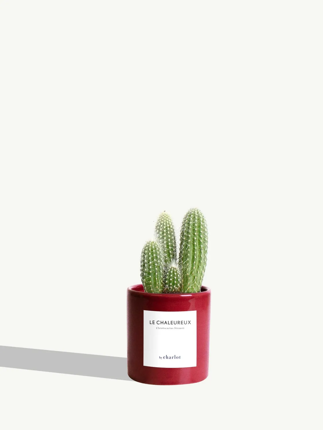 By Charlot Le Chaleureux cactus cierge XS pot 8 cm