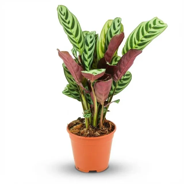 Plant and Stories Burle-Marxii ctenanthe rayé pot 14 cm