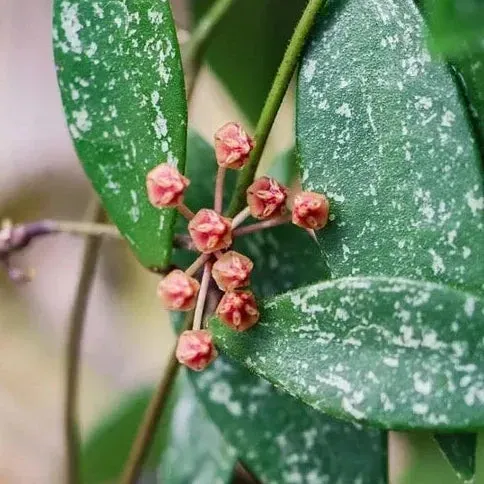 Plant and Stories Hoya sp Cianjur liane pot 8cm veloutée