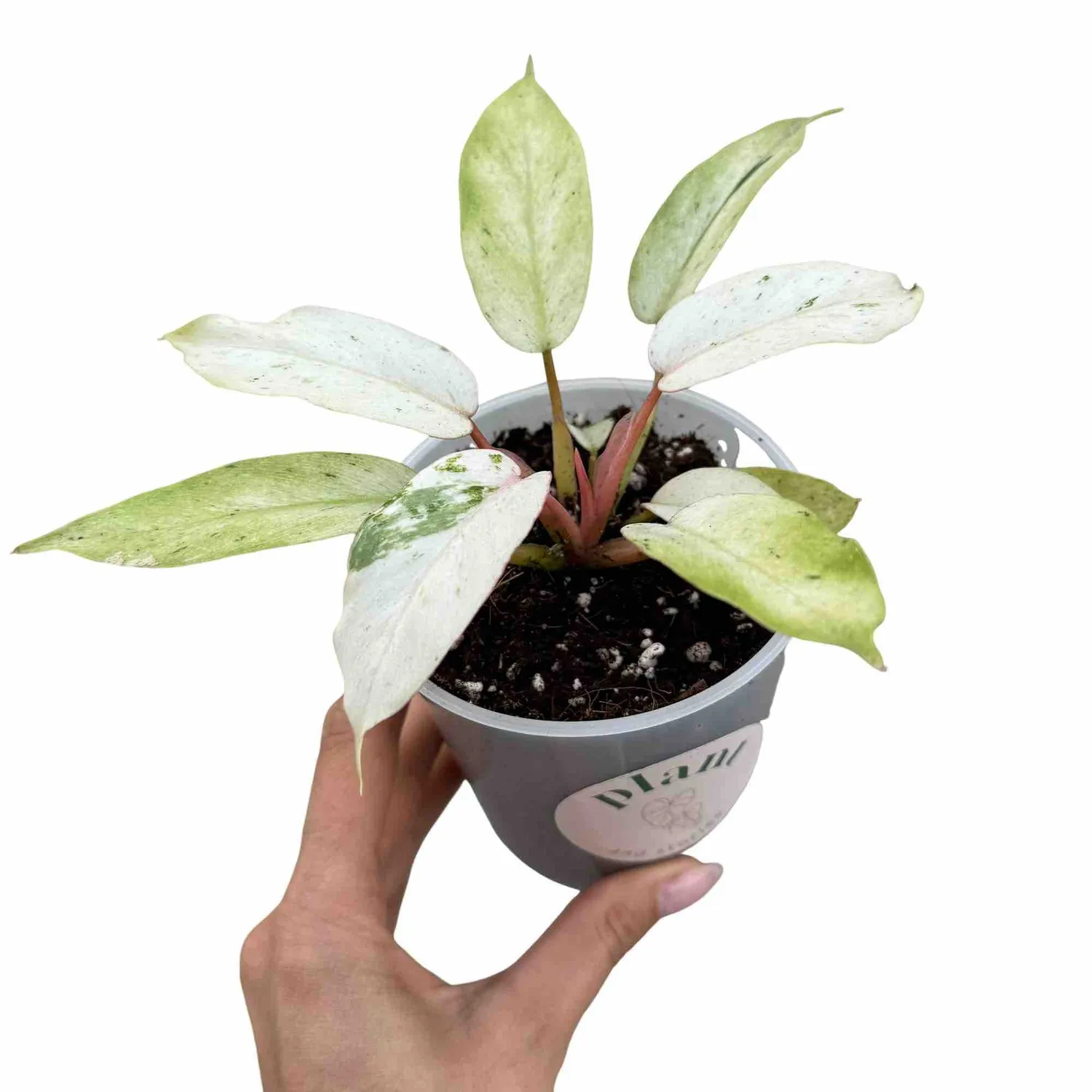 Plant and Stories Snowdrift philodendron plante pot 6 cm marbré