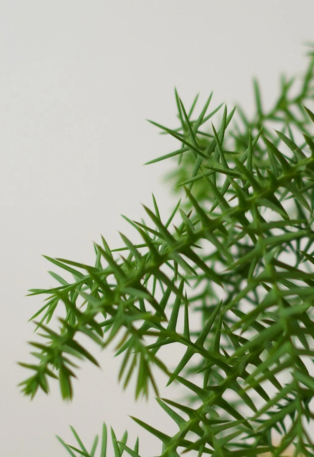 AQUAPHYTE Araucanie kokedama Ni conifère vert-gris